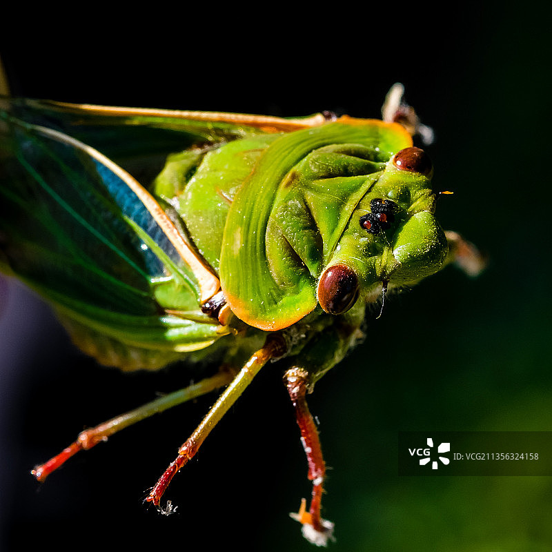黑色背景下植物上的昆虫特写，澳大利亚新南威尔士州悉尼图片素材