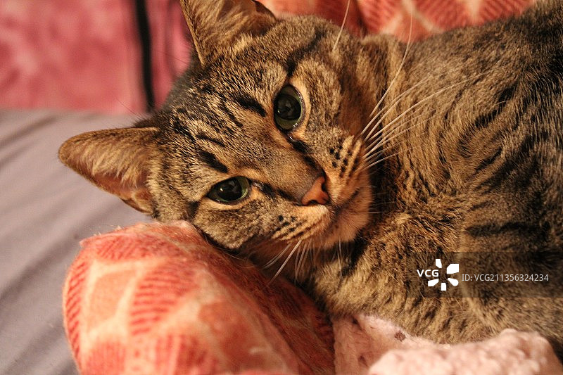 美国阿肯色州切诺基村家中床上放松的猫特写肖像图片素材