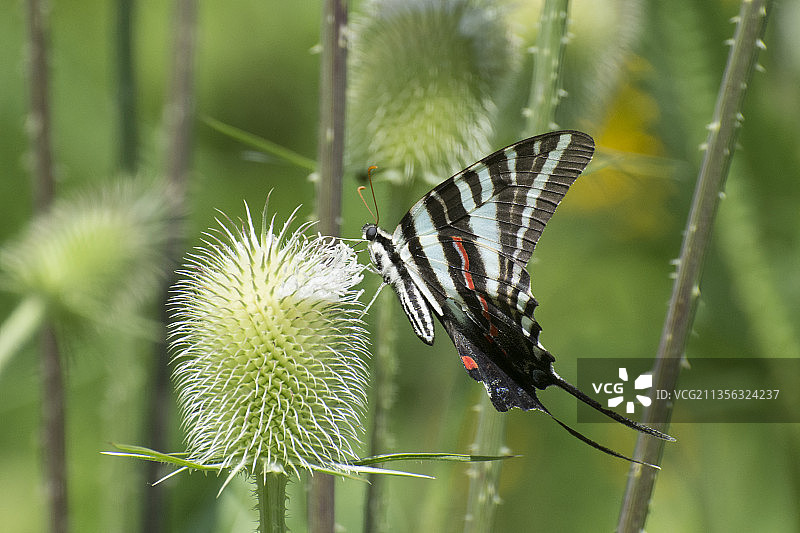 植物上的蝴蝶特写，美国俄亥俄州辛辛那提图片素材
