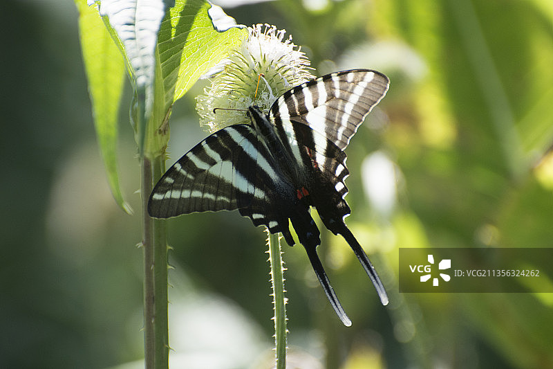 蝴蝶在花上采蜜的特写，美国辛辛那提图片素材
