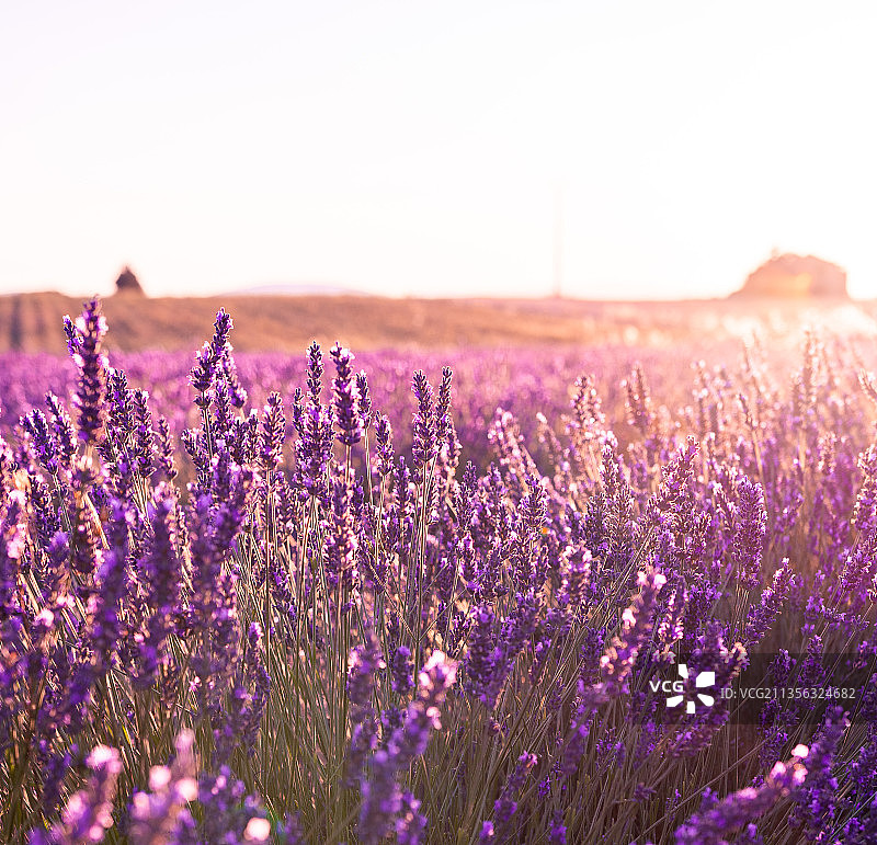紫色开花植物特写图片素材