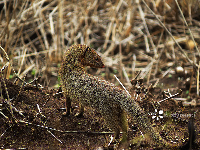 野外松鼠的特写镜头图片素材