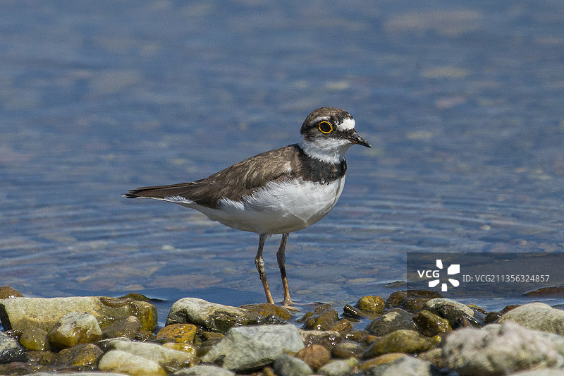 鸻科鸟类在海滩岩石上栖息的特写图片素材