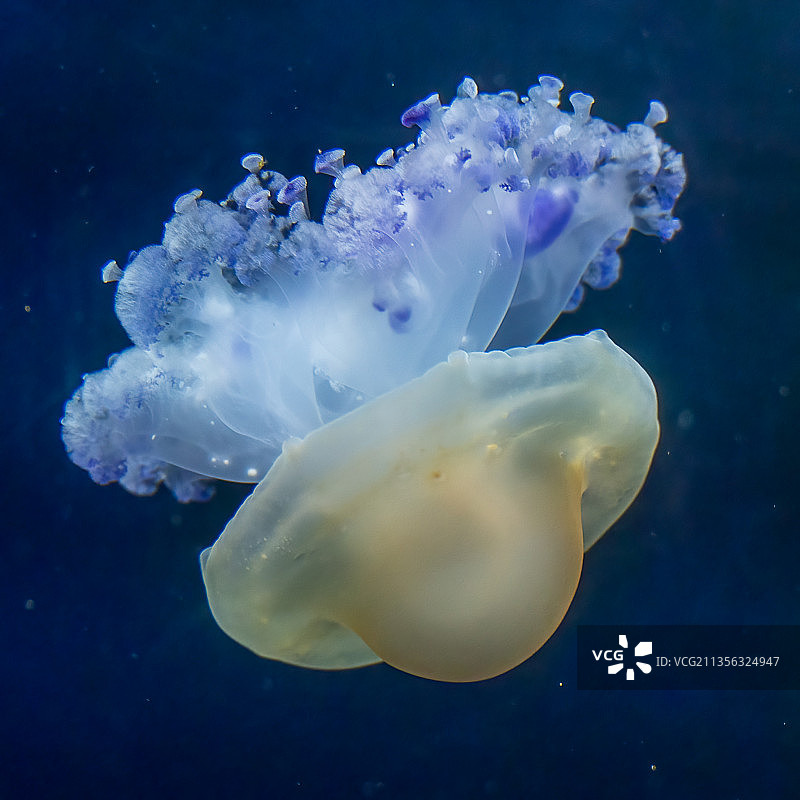 德国杜伊斯堡在海中游泳的水母特写图片素材