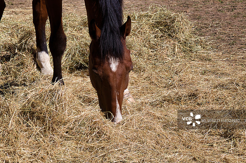 站在田野里的马的下半身图片素材