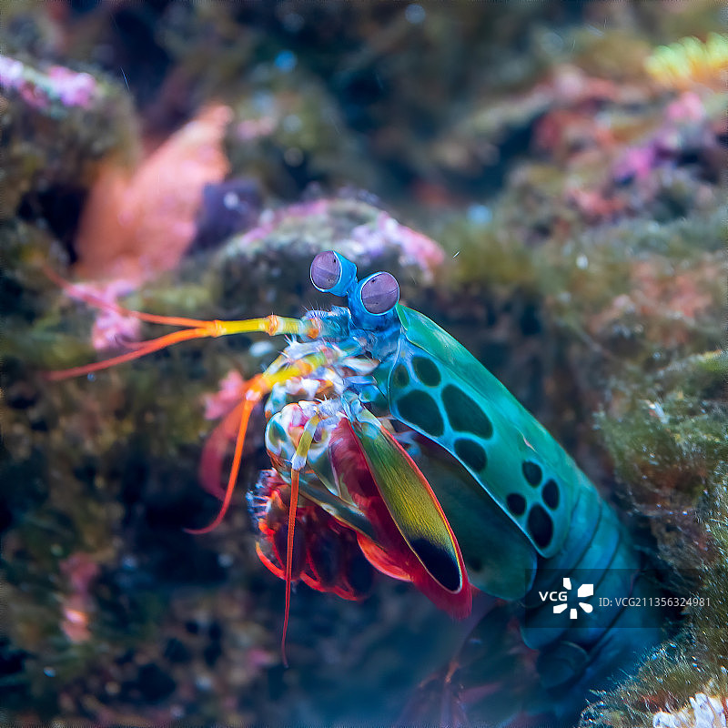 德国汉诺威海中游动的鱼特写图片素材