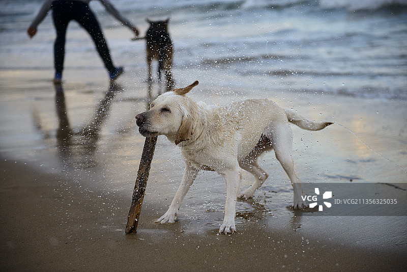 拉布拉多猎犬走在突尼斯马尔萨海滩的岸边图片素材
