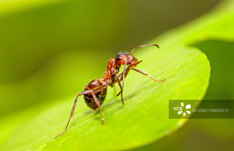 树叶上昆虫的特写镜头图片素材