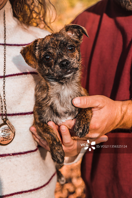 女子手抱吉娃娃图片素材