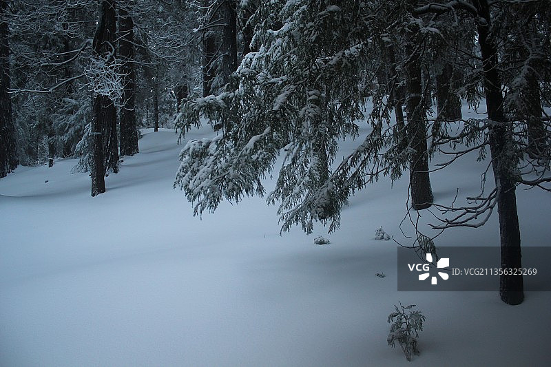 大熊湖雪地上的树木，美国加利福尼亚州图片素材