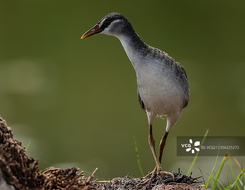 水鸡栖息在树枝上的特写图片素材