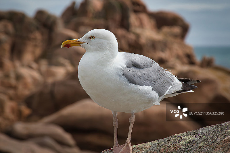 栖息在岩石上的西部海鸥的特写镜头图片素材