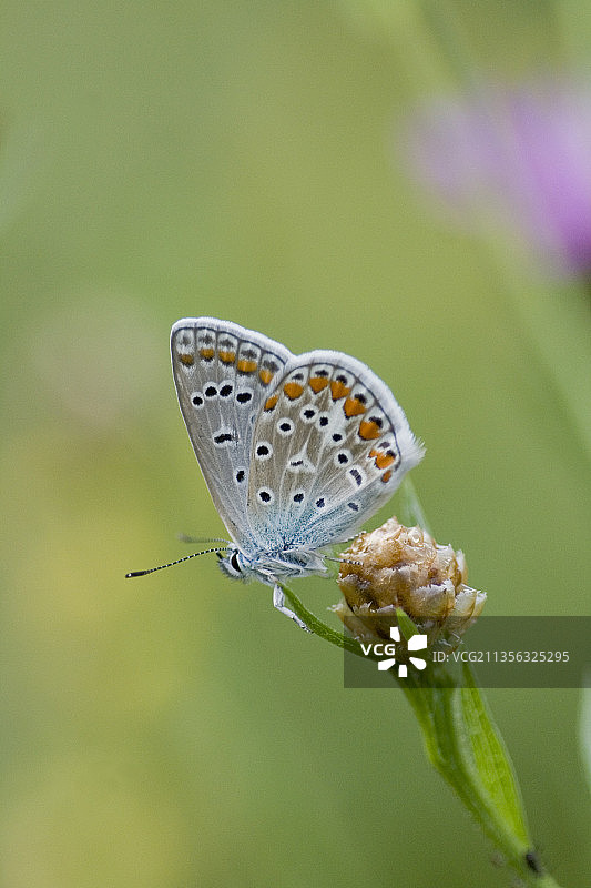 蝴蝶在花上授粉的特写镜头图片素材