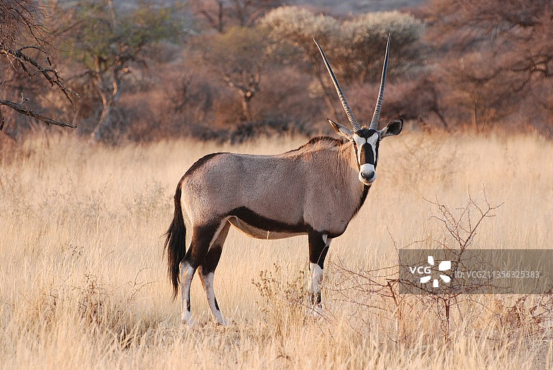 纳米比亚奥希科托地区：原野上站立的鹿的侧面图片素材