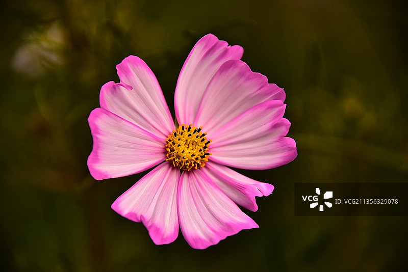 大波斯菊图片素材