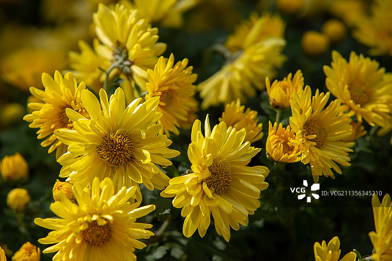 黄菊花思念图片素材