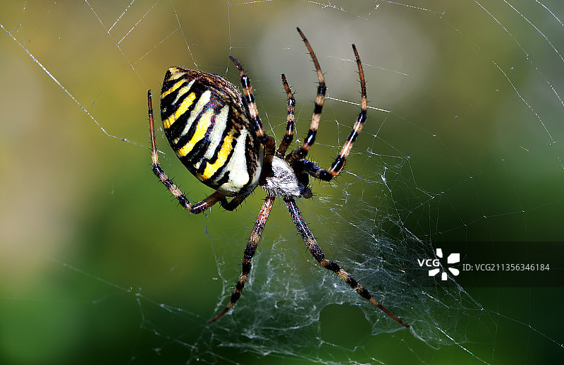 蜘蛛在网上的特写镜头图片素材