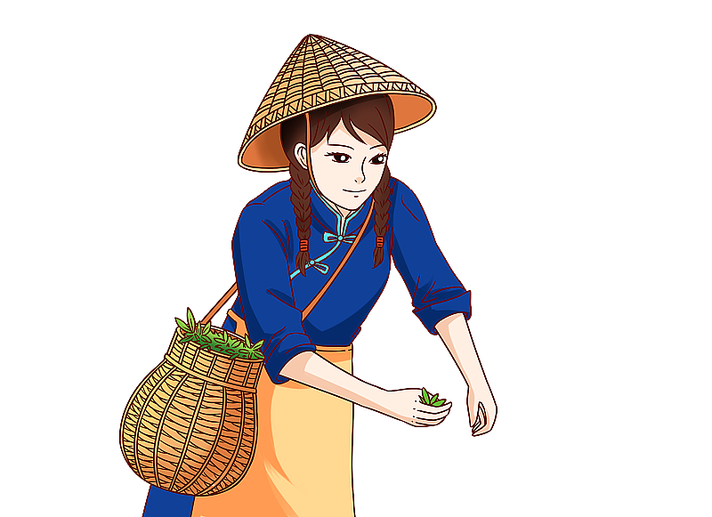 清明采摘茶叶图片素材