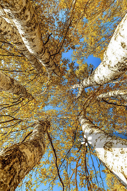 秋天参天的白桦树图片素材
