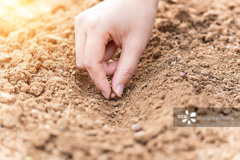 播种种子微距特写图片素材