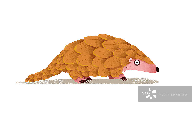 可爱动物穿山甲图片素材