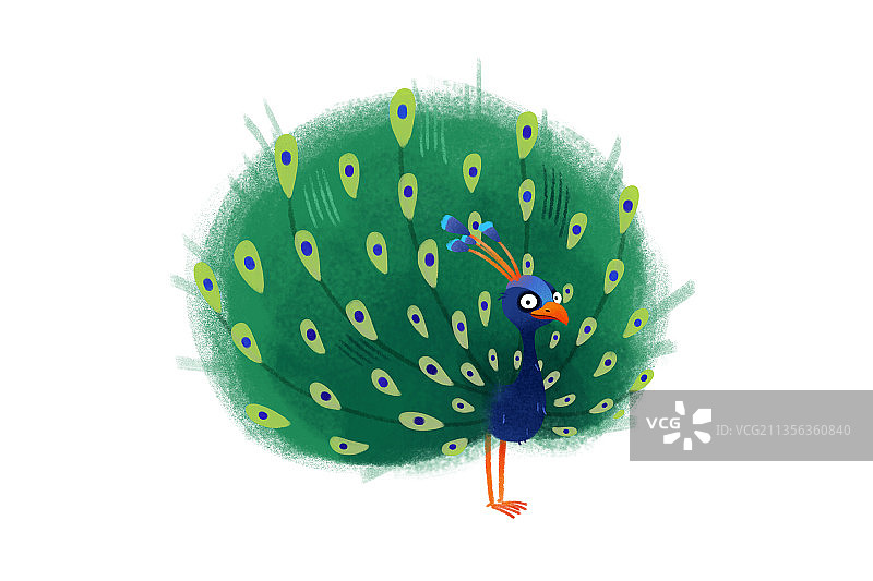 可爱动物孔雀图片素材