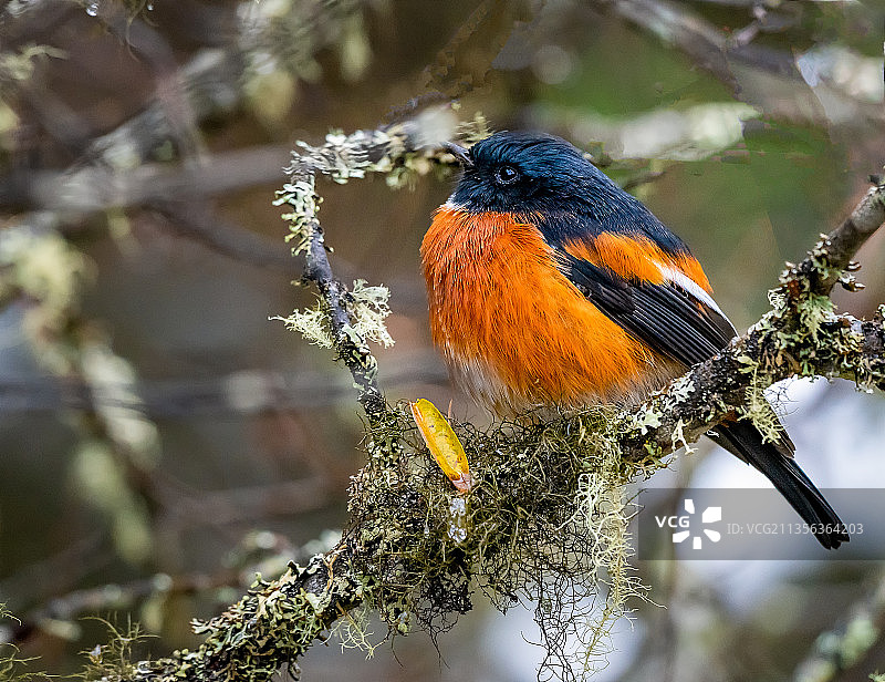 白喉红尾鸲图片素材
