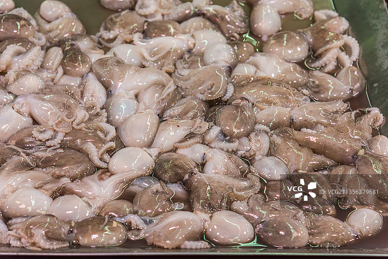 一堆生的小章鱼特写图片素材