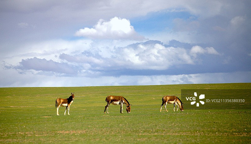 蓝天白云下的藏野驴图片素材