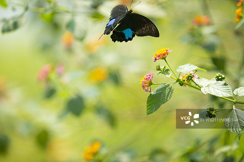 碧凤蝶图片素材