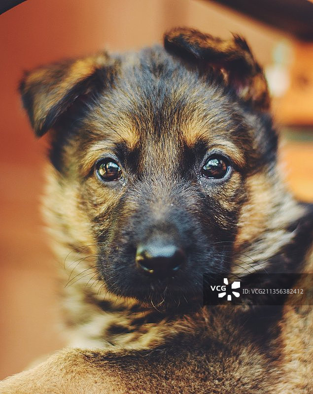 纯种狗特写肖像，贝尔科维察，保加利亚图片素材