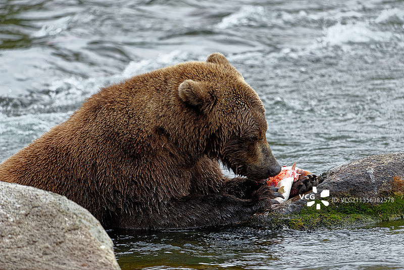棕色灰熊正在吃鲑鱼，位于美国阿拉斯加半岛的湖泊。图片素材
