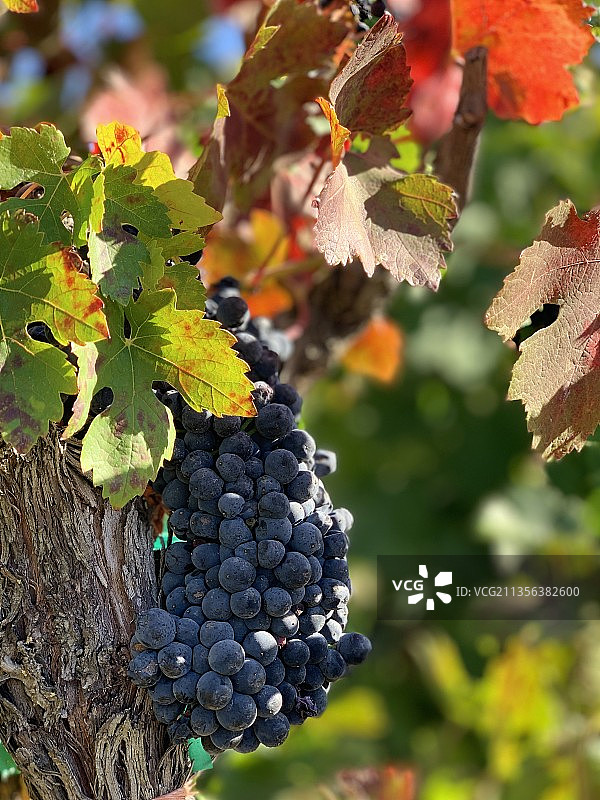 美国葡萄园特写镜头图片素材