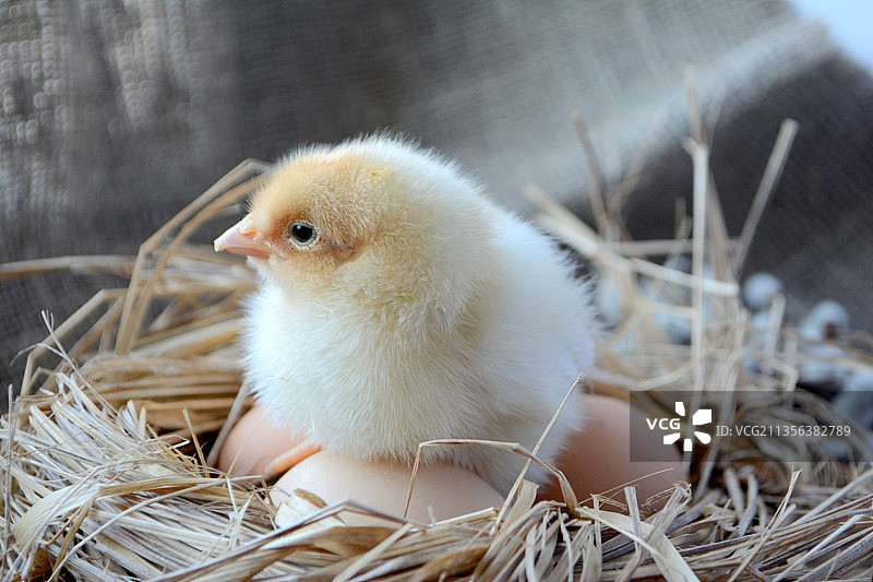 巢中雏鸡特写图片素材
