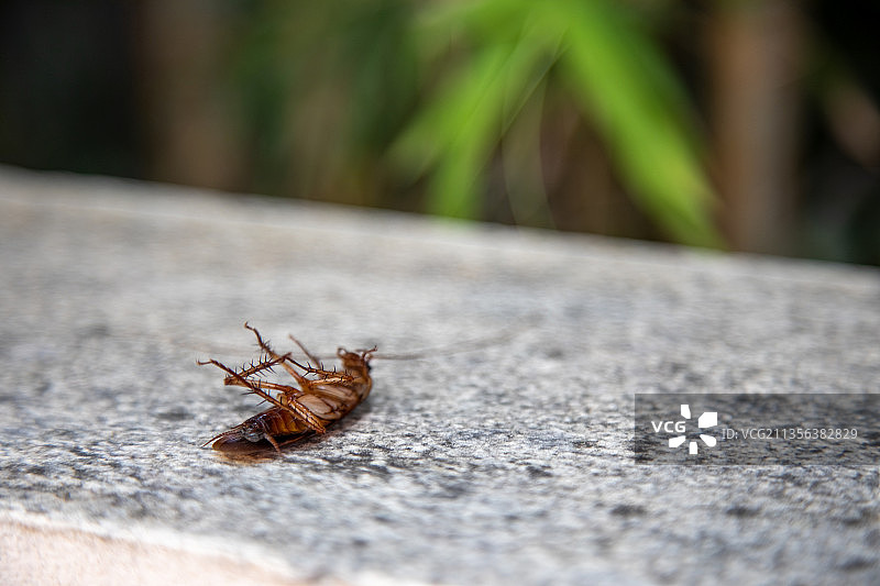 挡土墙上的蚂蚁特写图片素材
