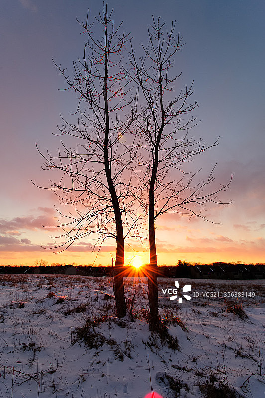 日落时美国密歇根州斯特林海茨雪地里光秃秃的树的轮廓图片素材