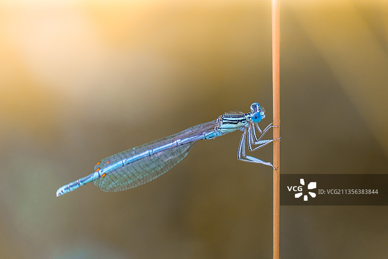 西萨塞克斯郡树叶上的豆娘特写图片素材