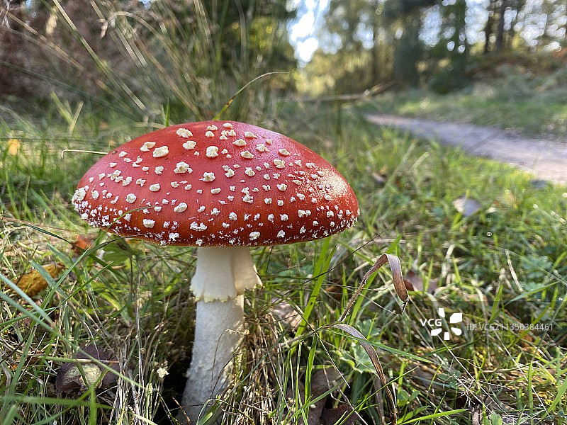 特写的苍蝇木耳在场地上图片素材
