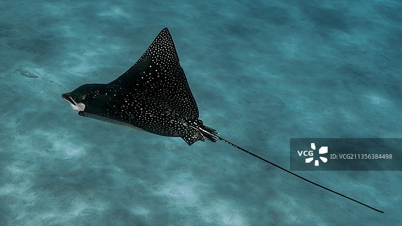 海中游泳的鳐鱼特写图片素材