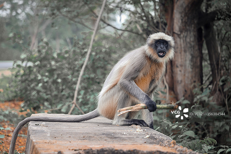长尾叶猴坐在树干上的肖像，印度卡纳塔克邦达瓦纳盖雷图片素材