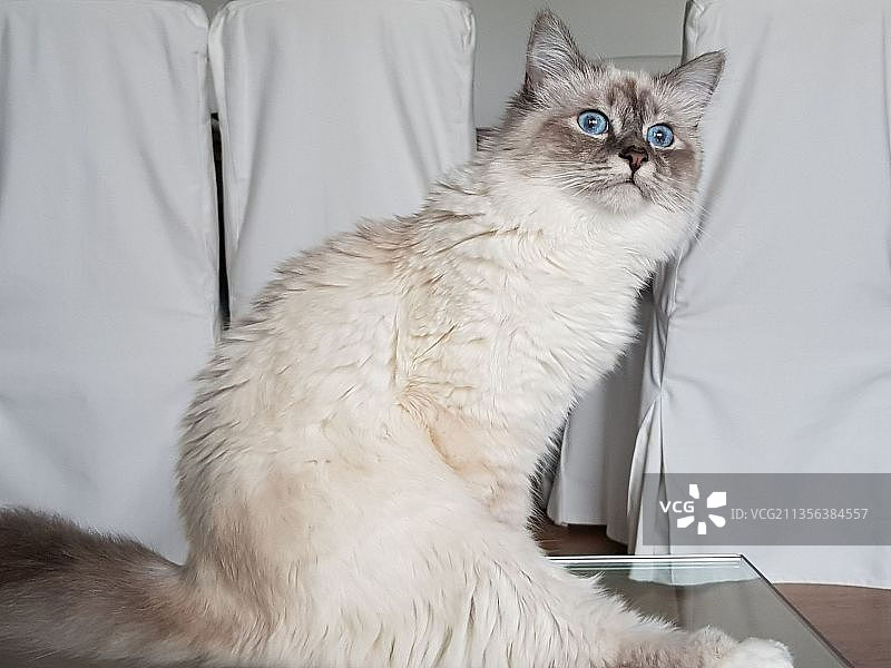 猫在家中床上坐着的特写图片素材