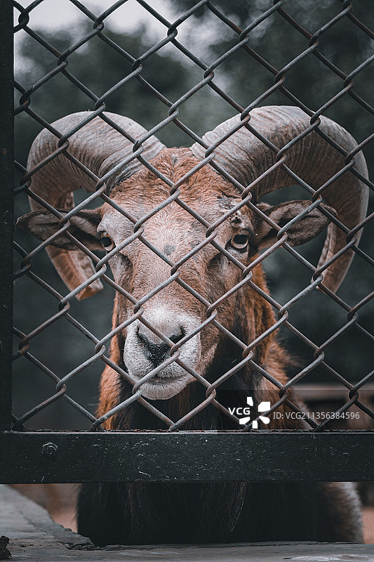 透过栅栏看到的猪的特写图片素材