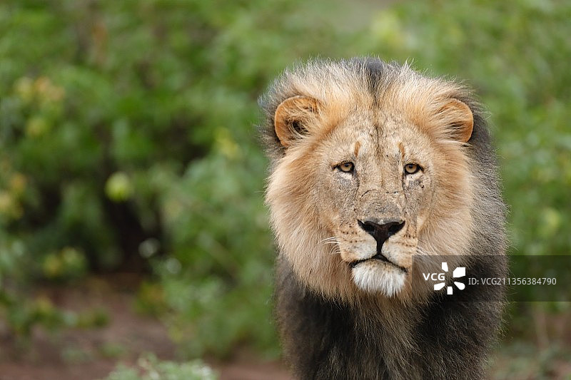 狮子肖像图片素材