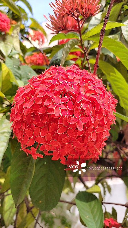 红色开花植物的特写图片素材