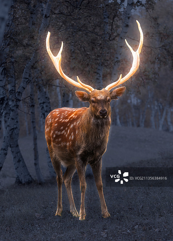 一只动物鹿图片素材