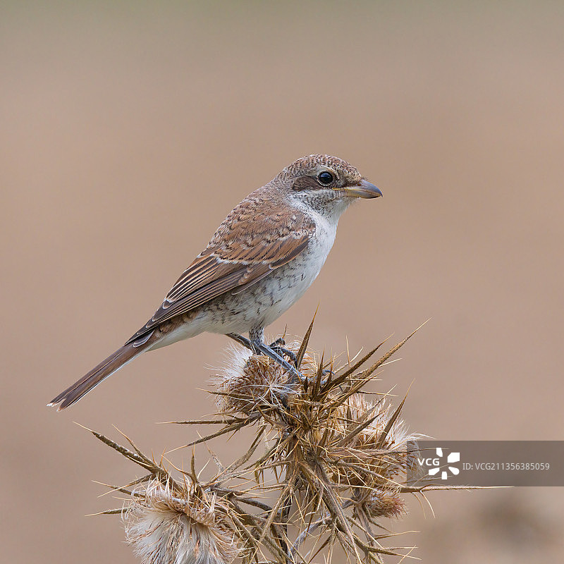 栖息在树枝上的雀形鸣禽特写，希腊图片素材