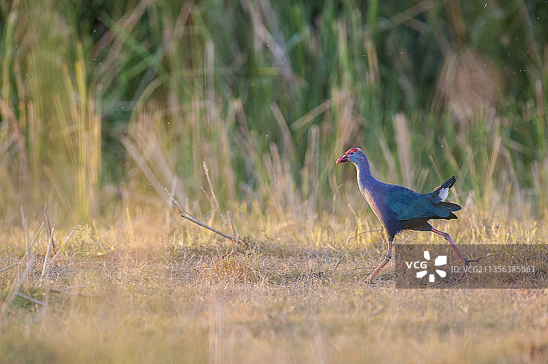 印度田野上栖息的水鸟侧视图图片素材