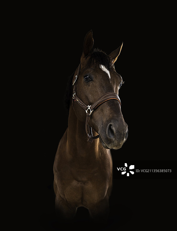 纯种马的黑色背景肖像图片素材