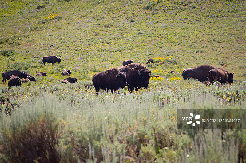 野牛一家，美国黄石国家公园图片素材