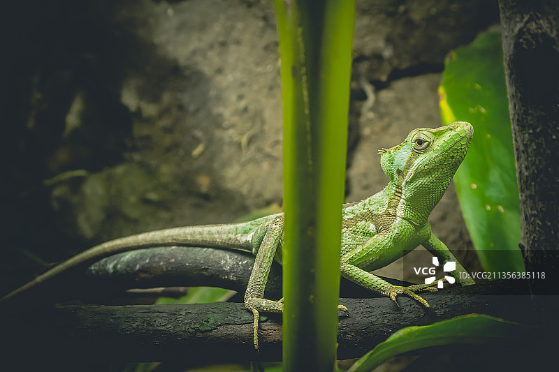 植物上的蜥蜴特写图片素材